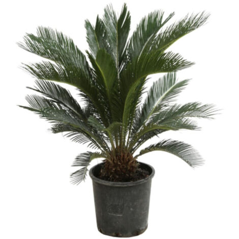 Cycas  Cycas revoluta Pot 18L
