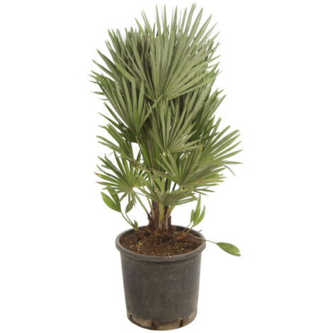 Palmier nain 'Siciliana'  Chamaerops humilis 'Siciliana' Pot 28cm