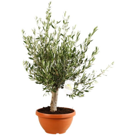 Olivier bonsaï  Olea europaea Bonsai Pot 35cm
