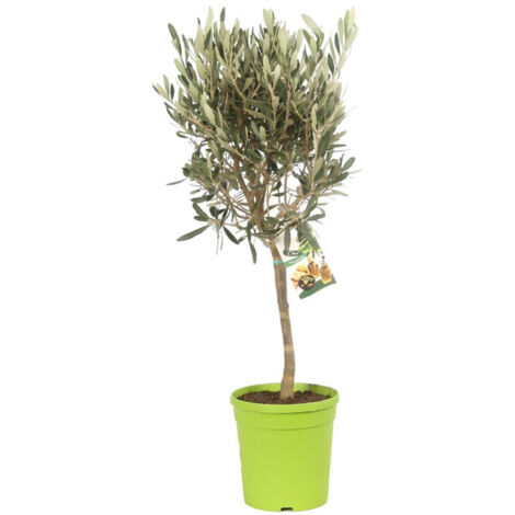 Olivier  Olea europaea MINISTAM Pot 16cm