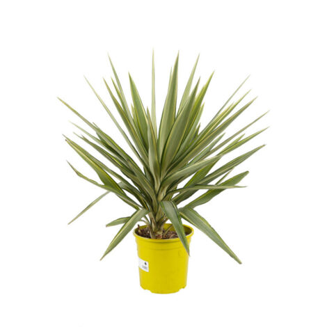 Yucca elephantipes 'Jewel' 70/80cm Pot 5L (1/2)