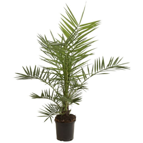 Palmier des Canaries  Phoenix canariensis 80/100cm Pot 3L