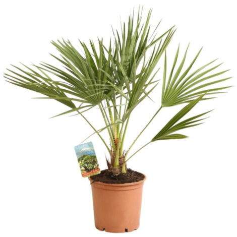 Palmier nain  Chamaerops humilis Pot 3L