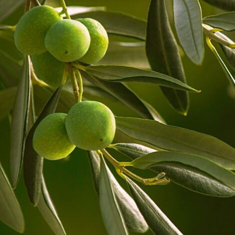 Olivier Olea Europaea 90 Cm - Arbuste Méditerranéen, Résistant, Fruitier, Pour Jardin Ou Terrasse Ensoleillée