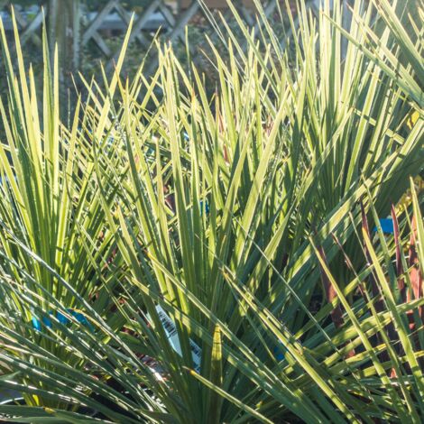 Cordyline indivise  Cordyline indivisa Pot 10L (1/2)