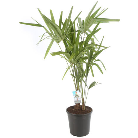 Palmier chanvre Trachycarpus fortunei Pot 24cm