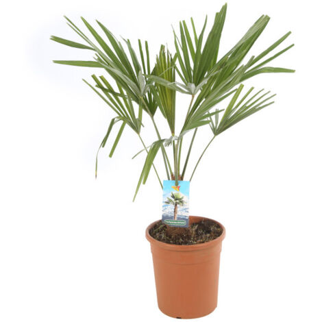 Palmier chanvre  Trachycarpus fortunei Pot 20cm