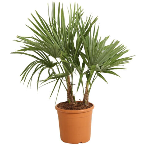 Palmier chanvre  Trachycarpus fortunei 2 troncs 120/130cm Pot 28cm (1/2)