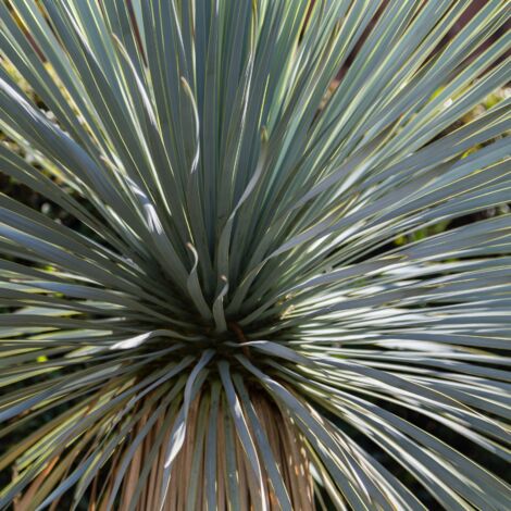 Yucca rostrata 'Blue and Blue' Pot 5L