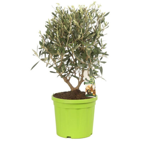 Olivier  Olea europaea Pot 20cm