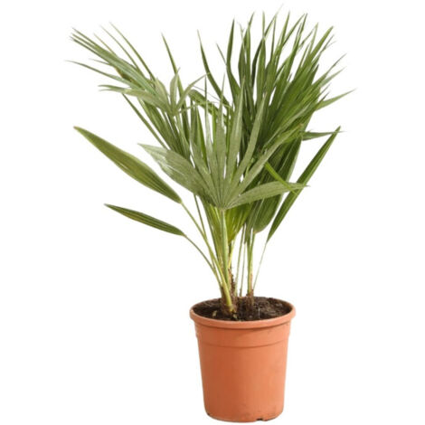 Palmier nain  Chamaerops humilis 90/110cm Pot 5L