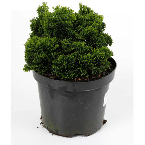 Faux-cyprès de Hinoki Nana Gracilis - Chamaecyparis obtusa Nana Gracilis 15/25cm