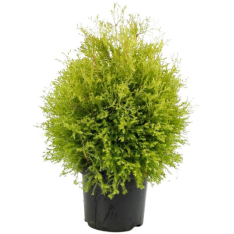 Thuya occidental Rheingold - Thuja occidentalis Rheingold 25/35cm (1/2)