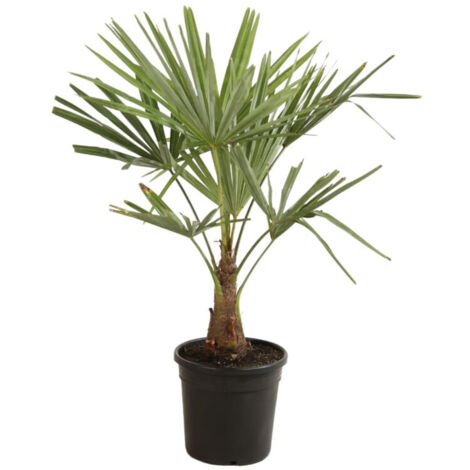 Palmier chanvre  Trachycarpus fortunei Pot 10L