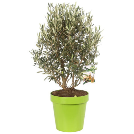 Olivier Olea europaea Pot 24cm (1/2)