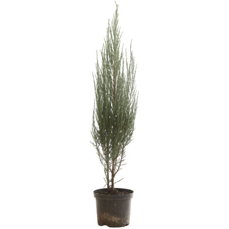 Genévrier des Rocheuses Blue Arrow - Juniperus scopulorum Blue Arrow 80/100cm