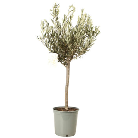 Olivier  Olea europaea 1/4 tige Pot 25CM (1/2)