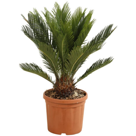 Cycas  Cycas revoluta Pot 5L (1/2)