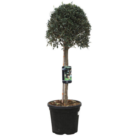 Olivier  Olea europaea Diamètre 40/50cm Pot 25L (1/2)