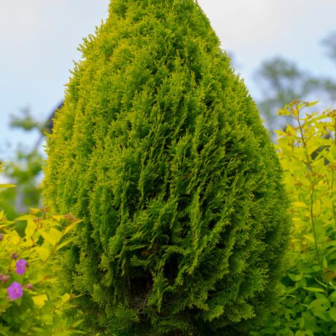 Thuya occidental Aurea Nana - Thuja occidentalis Aurea Nana 40/50cm Pot 8L (1/2)