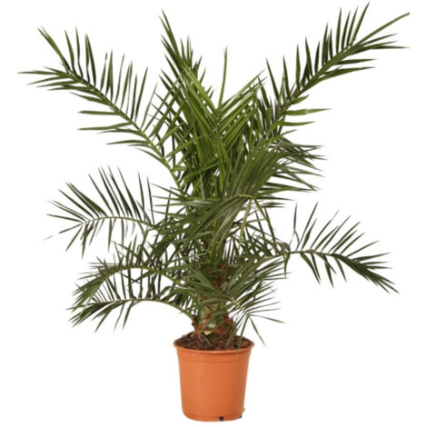Palmier des Canaries  Phoenix canariensis 100/120cm Pot 5L