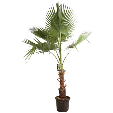 Palmier de Californie - Washingtonia robusta 120/140cm