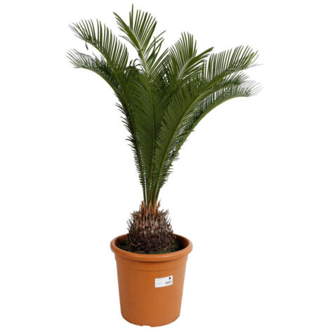 Cycas  Cycas revoluta Pot 9L