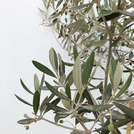 Olivier  Olea europaea 100/125cm Pot 25L