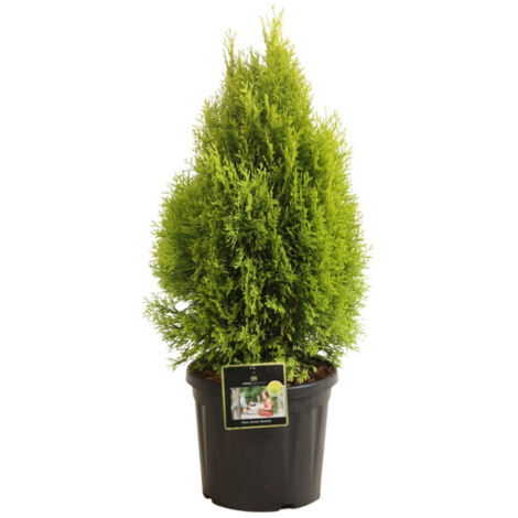 Thuya occidental Golden Smaragd - Thuja occidentalis Golden Smaragd (Janed Gold) 40/50cm Pot 8L (1/2)
