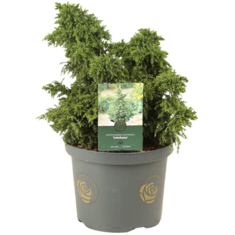 Cryptoméria du Japon Yokohama - Cryptomeria japonica Yokohama Pot 5L (1/2)