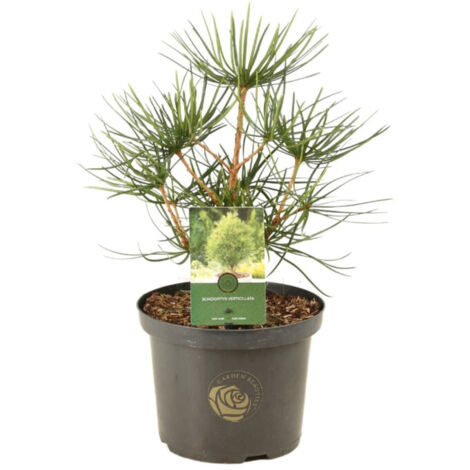 Pin parasol du Japon - Sciadopitys verticillata 40/50cm Pot 5L