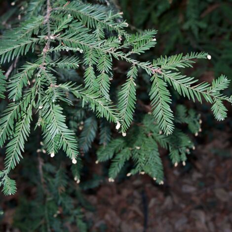 Séquoia à feuilles d'if Adpressa - Sequoia sempervirens Adpressa 25/35cm Pot 2,5L