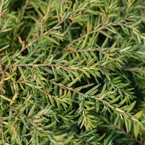 Pruche du Canada Jeddeloh - Tsuga canadensis Jeddeloh 20/30cm Pot 2,5L (1/2)