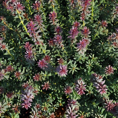 Podocarpe Red Kiss - Podocarpus alpinus Red Kiss Pot 2,5L (1/2)