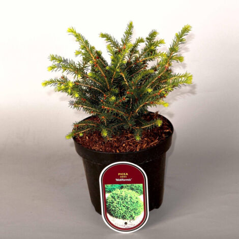 Épicéa commun Nidiformis - Picea abies Nidiformis Pot 2,5L (1/2)