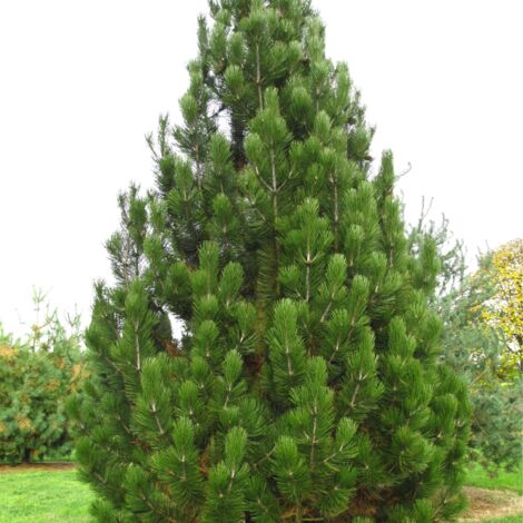 Pin Compact Gem - Pinus heldreichii Compact Gem 25/35cm Pot 2,5L