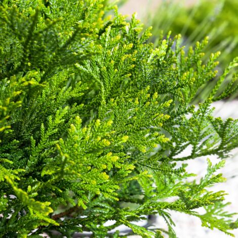 Thujopsis du Japon - Thujopsis dolabrata Pot 2,5L (1/2)