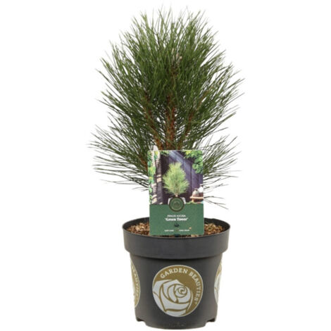 Pin noir Green Tower - Pinus nigra Green Tower 30/40cm Pot 2,5L (1/2)
