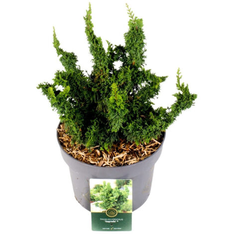 Thuya occidental Sagrada - Thuja occidentalis Sagrada Pot 5L (1/2)