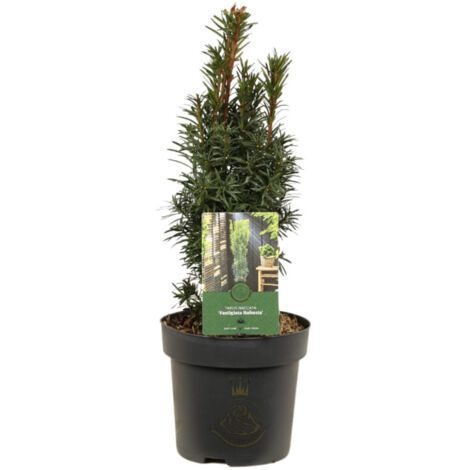 If commun Fastigiata Robusta - Taxus baccata Fastigiata Robusta 30/40cm Pot 2,5L (1/2)