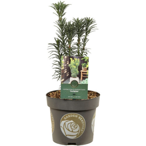 If à prunes Fastigiata - Cephalotaxus harringtonii Fastigiata 30/40cm Pot 2,5L (1/2)