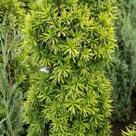 If commun David - Taxus baccata David 30/40cm Pot 2,5L (1/2)