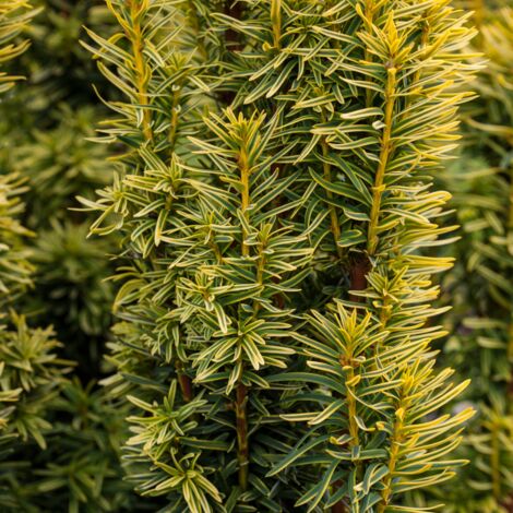 If commun Kupfergold - Taxus baccata Kupfergold 25/35cm Pot 2,5L (1/2)
