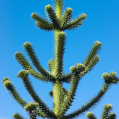 Araucaria du Chili – Araucaria araucana 15/20cm – Pot 2,5L – Grand conifère persistant pour sols profonds et bien drainés