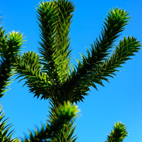 Araucaria du Chili 30/40cm – Conifère rustique pour sols profonds et bien drainés – Croissance lente mais majestueuse
