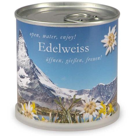 Edelweiss à faire pousser en boite