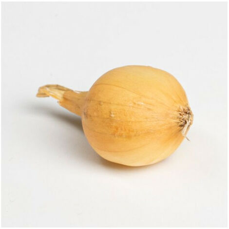 Bulbes D'oignons Jaunes Paille Des Vertus à Repiquer - 500 G - Précoce Et Bonne Conservation - Plantation Automne