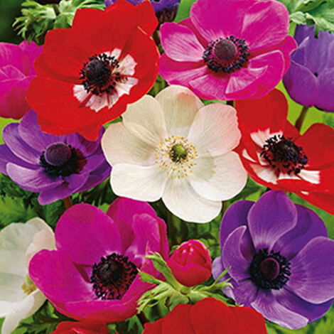 MELANGE DE 30 ANEMONES DE CAEN Rouge