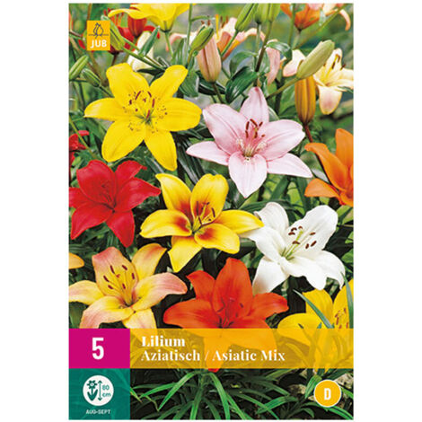 Mélange de 5 LYS AZIATISCH Multicolore