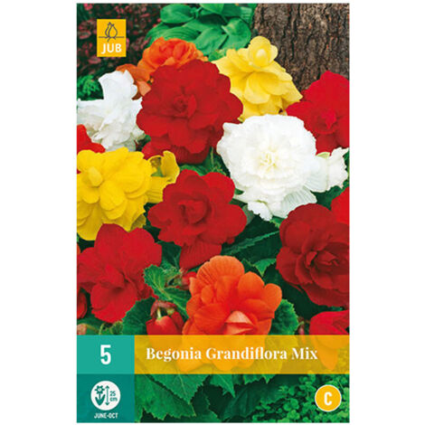 Mélange de 3 BEGONIAS GRANDIFLORA Multicolore